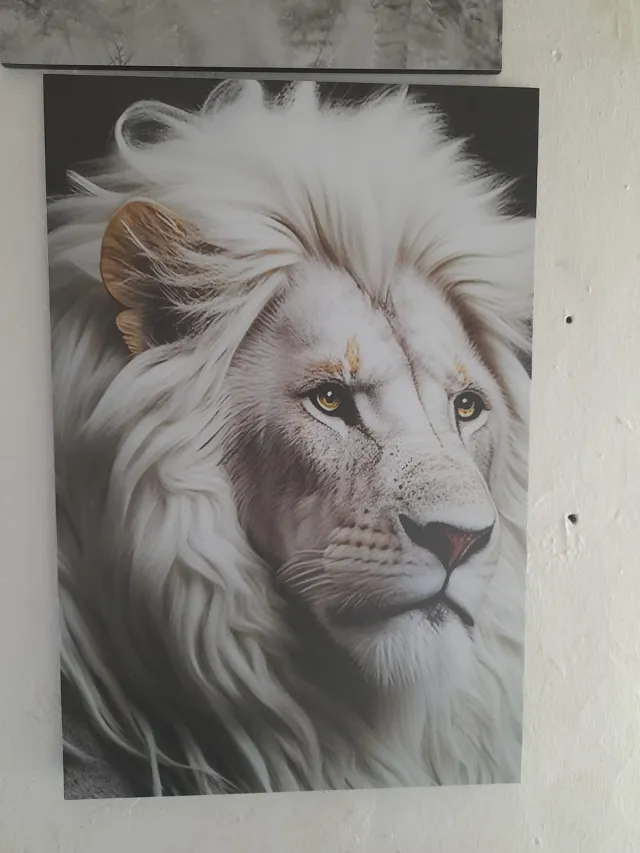 The White Lion – Wildlife & Nature wall art mount by Kwanza Images